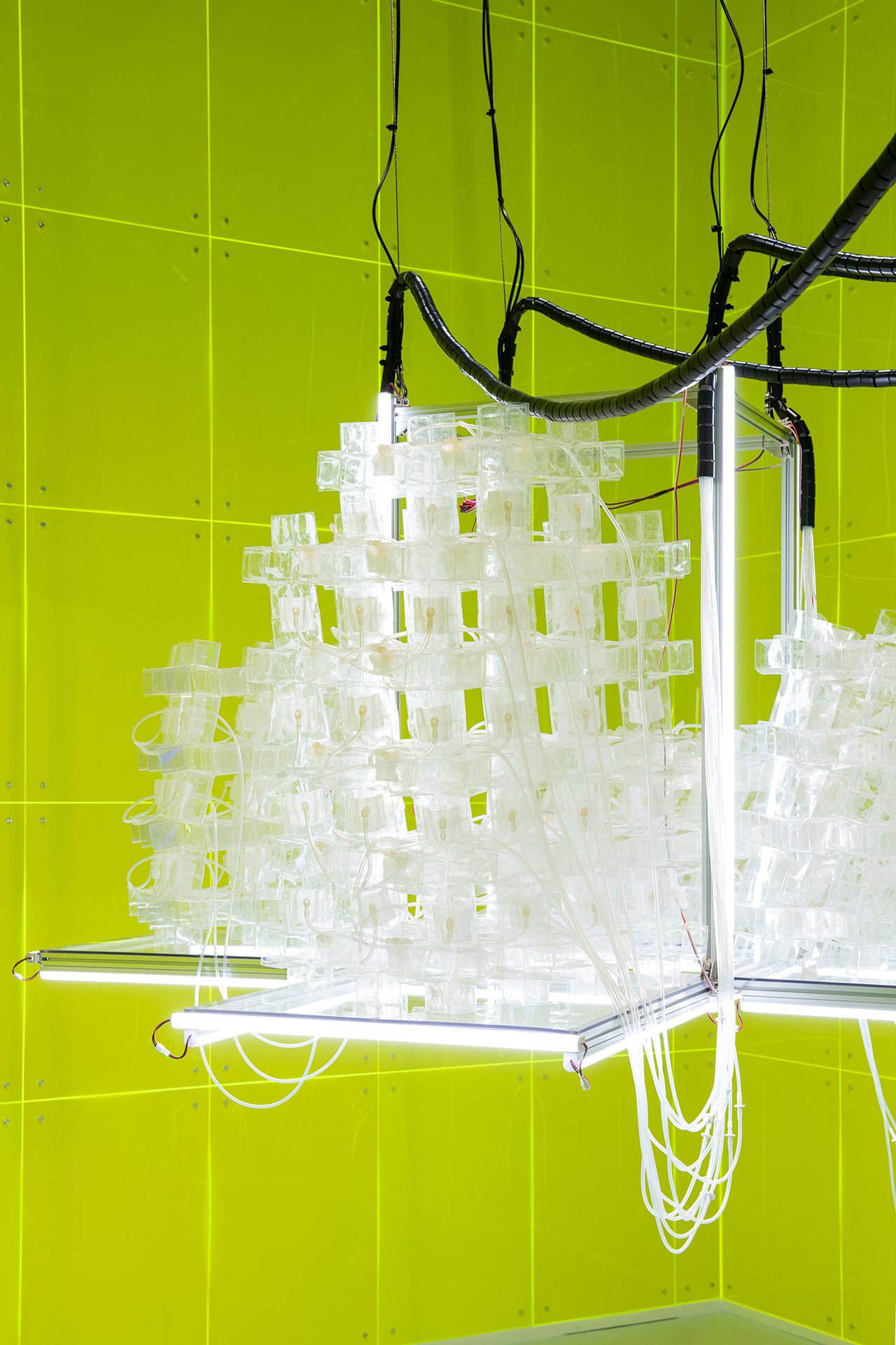 fungusrobot1 port 02